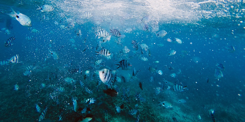 Under the ocean view in the Blue Bay Marine Park featuring different species of fish.