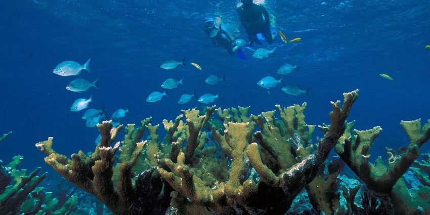Discover underwater wonders with a snorkelling trip.