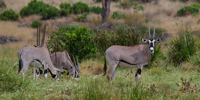 Four Beisa oryx grazing in the vegetation of Samburu National Park surrounded by greenery.