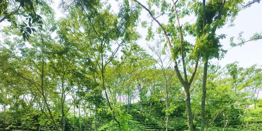 Srimangal is among the best tourist places in Bangladesh which is known for its tea plantations and scenic landscapes.