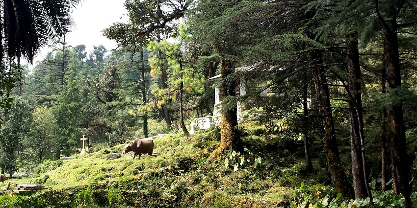 Dharamshala travel guide includes a visit to the historic church surrounded by pine trees and serene landscapes.