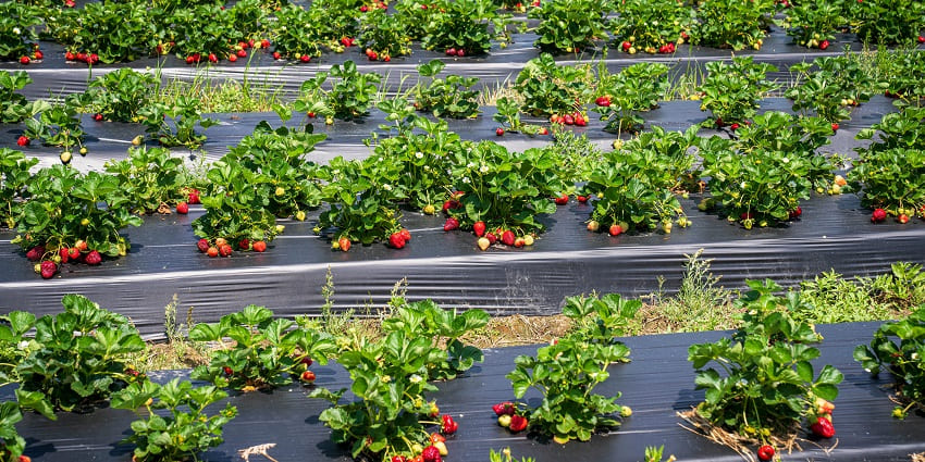 An image of a strawberry field with rows of plants growing, similar to the Strawberry field in Liverpool.