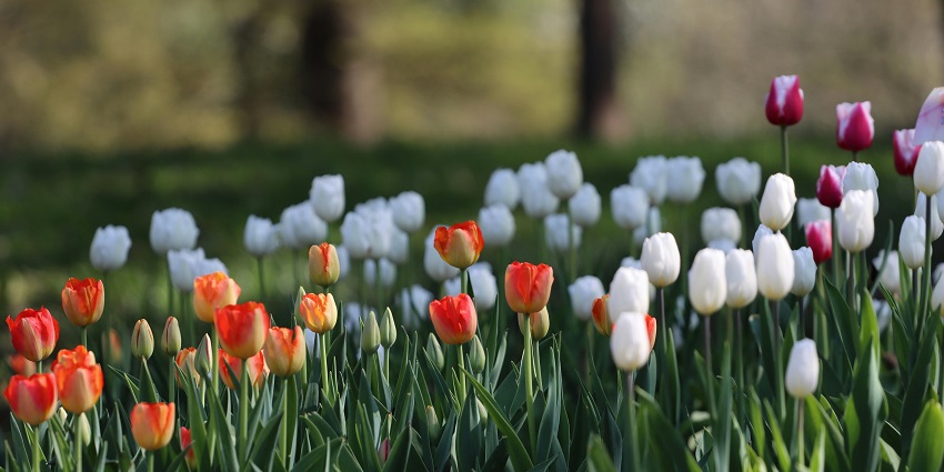 Image of vibrant colorful tulips at Hangzhou Botanical Garden