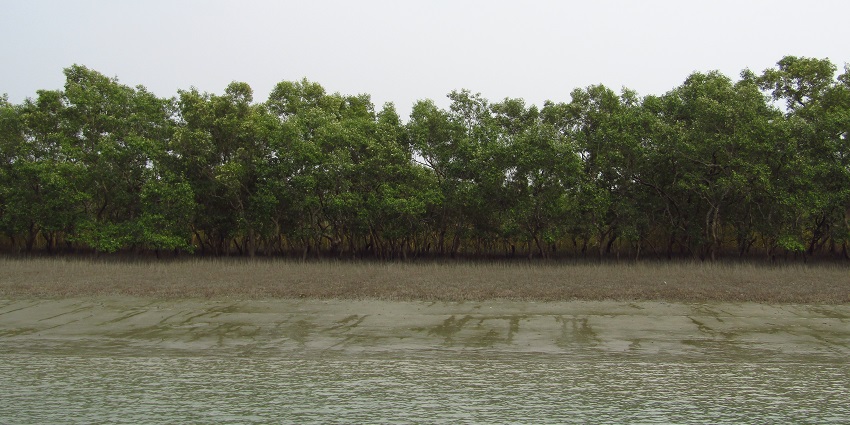 The Mangrove forest is among the best places to visit in Bangladesh with diverse wildlife and lush greenery.