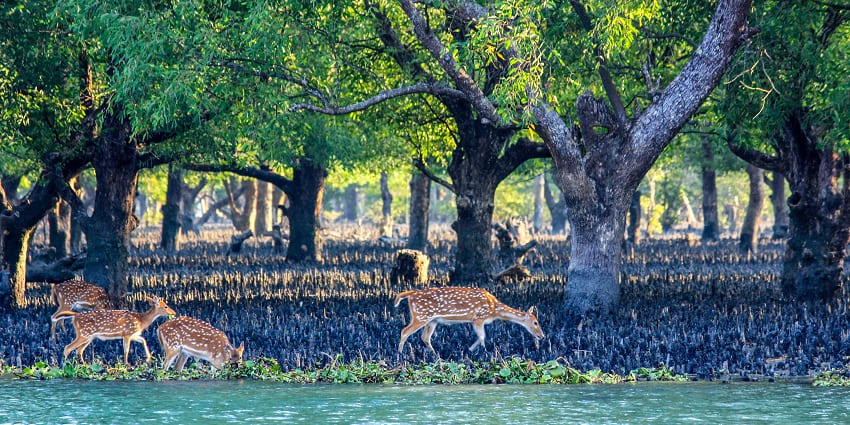 An image of Sundarban with a bunch of spotted deer grazing in a beautiful green forest.