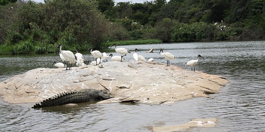 Image of Crocodile and birds in a bird sanctuary around body of water