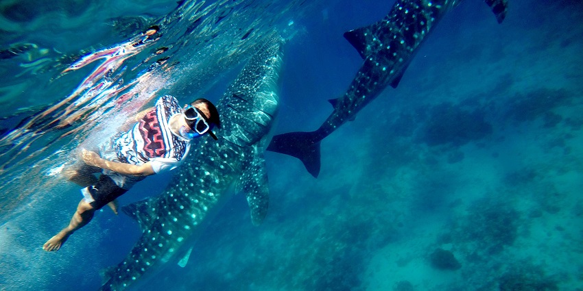 Swimming with majestic whale sharks in Oslob's crystal-clear waters is among the best things to do in Cebu
