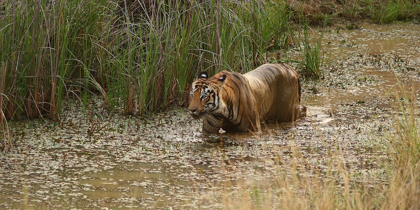 An image of a Tiger of Tadoba Andhari Tiger Reserve, part of Tadoba National Park.