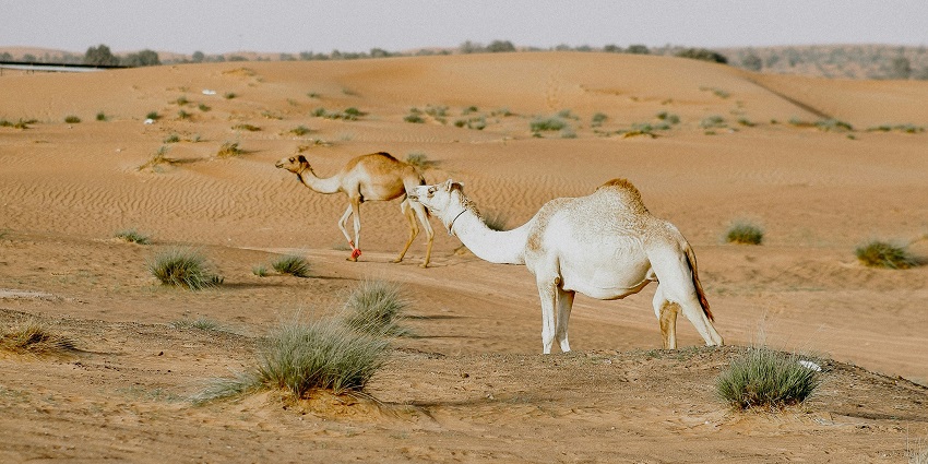 A pet camel is looking at the camera with a backdrop of a small steam and rough landst.