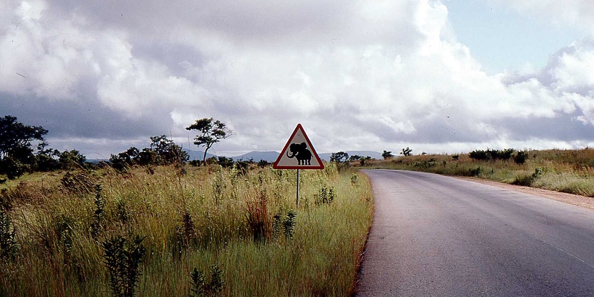 Road in Mikumi National Park with elephant sign on a board surrounded by greenery.