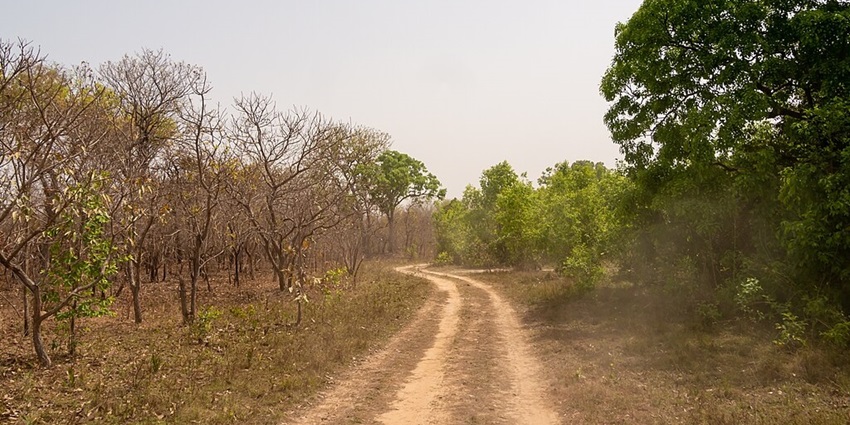 An empty safari trail amid woods in Mole National Park, Ghana.