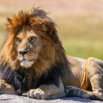 The lion king snyggve sitting on a rock with golden brown hair in Serengeti National Park