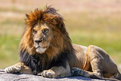 The lion king snyggve sitting on a rock with golden brown hair in Serengeti National Park