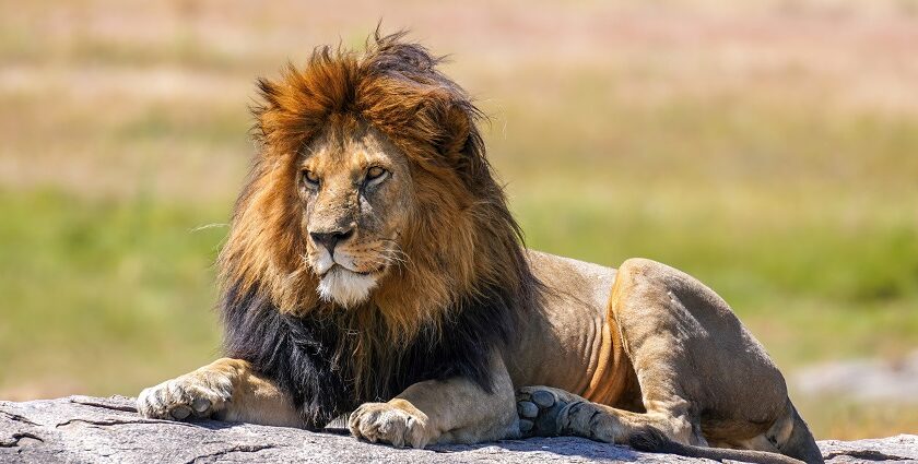 The lion king snyggve sitting on a rock with golden brown hair in Serengeti National Park