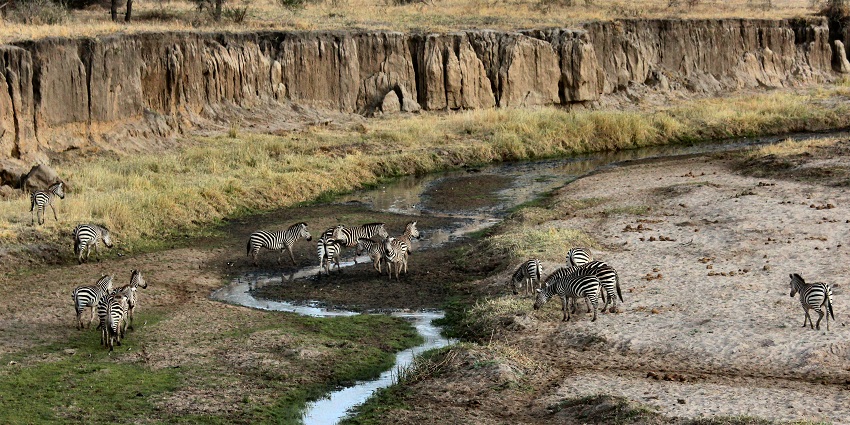 A herd of zebras drinking water from a small river at Tarangire National Park with grass