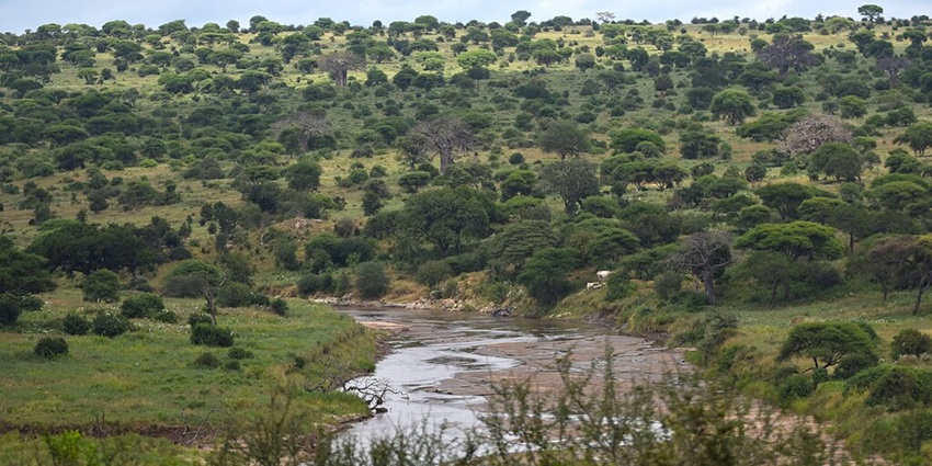 Landscape of Tarangire National Park with a small river flowing in the middle of the park.
