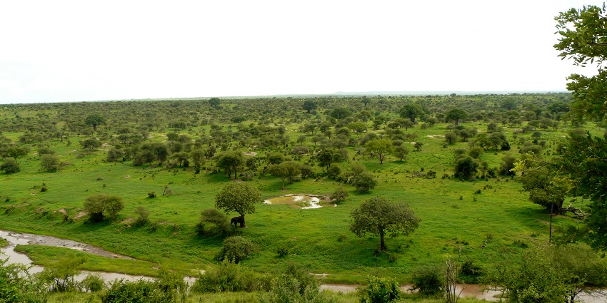 Vast tracts of lush green fields in Tarangire National Park, Tanzania