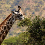 A giraffe eating leaves off of a tree and Tarangire hills behind it of the national park.