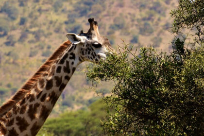 A giraffe eating leaves off of a tree and Tarangire hills behind it of the national park.