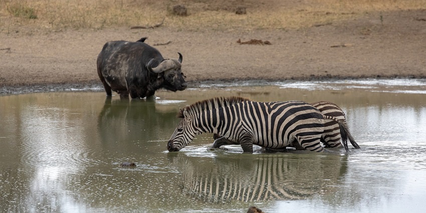 Two zebras and a buffalo drinking water and standing on the Tarangire River in the park