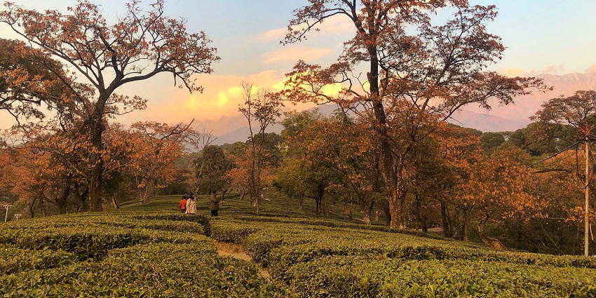 The Palampur travel guide highlights scenic gardens in Dharamsala, known for tea cultivation and views