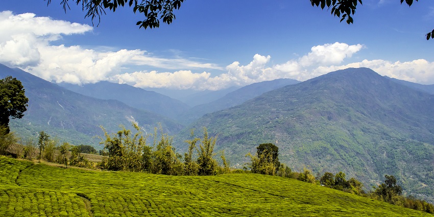 Breathe in the aroma of lush greenery at Tengapani Tea Estate