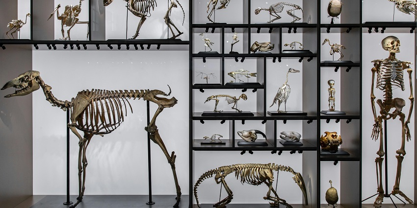 Image of dinosaurs and human skeletons on display, a tourist attraction.