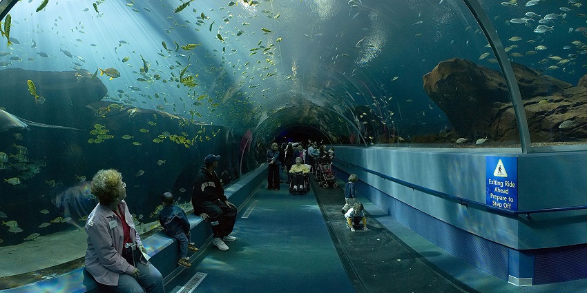 View of the Ocean Voyager Tunnel at the Georgia Aquarium, showcasing marine life.
