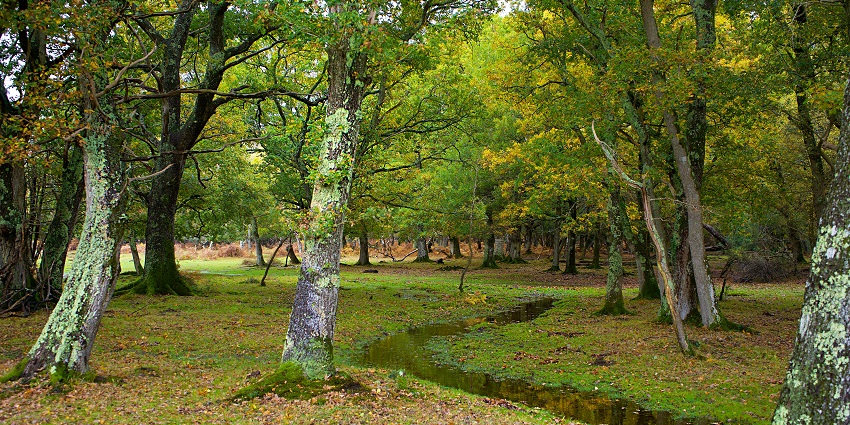 This is Hampshire landscape known for its woodlands, heathlands, and rolling meadows.