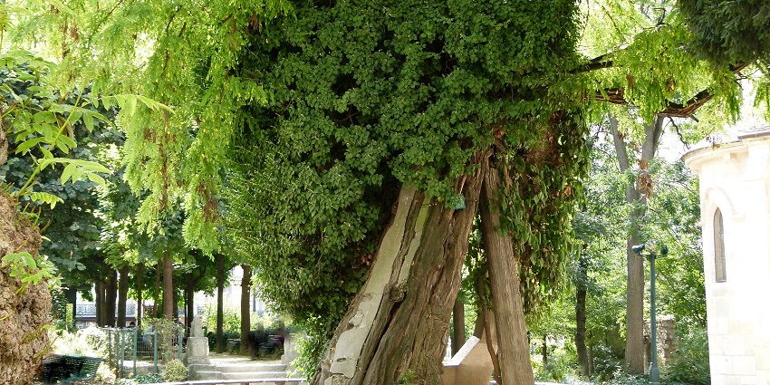 Historic tree symbolising resilience and Parisian charm, featured in Paris travel guide.