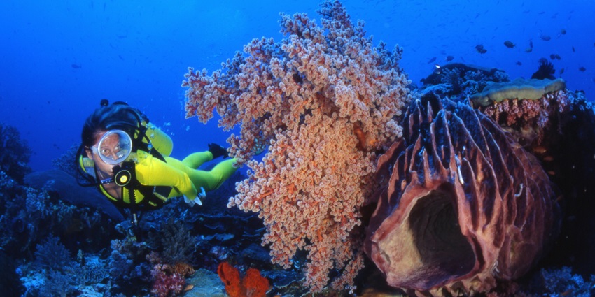 Three people diving inside the ocean with diving gear surrounded by coral reefs and fishes.