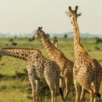 The best things to do in Nairobi include the popular Nairobi National Park in Kenya.