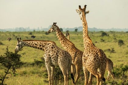 The best things to do in Nairobi include the popular Nairobi National Park in Kenya.