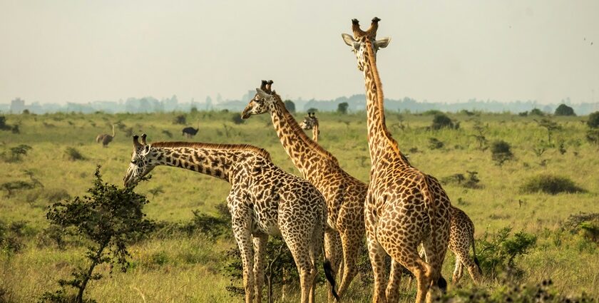 The best things to do in Nairobi include the popular Nairobi National Park in Kenya.