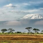 A dry land with a backdrop of tall trees and snow-covered mountains is looking serene.