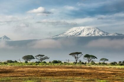 A dry land with a backdrop of tall trees and snow-covered mountains is looking serene.