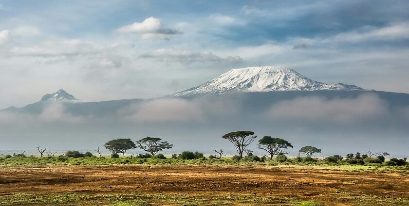 A dry land with a backdrop of tall trees and snow-covered mountains is looking serene.