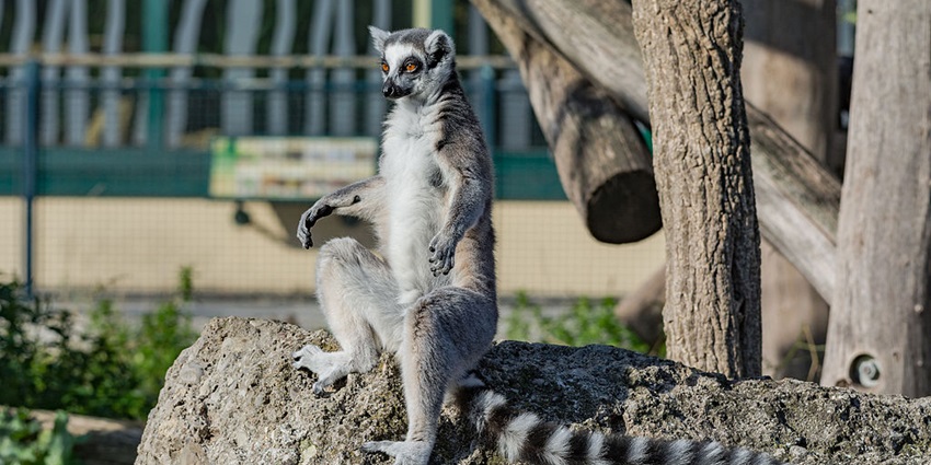 Tiergarten Schönbrunn is one of the oldest and most beautiful zoos in the world.