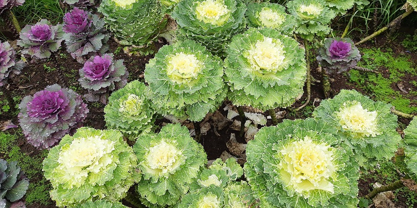 View of ornamental cabbage plant in Ooty Botanical Garden.