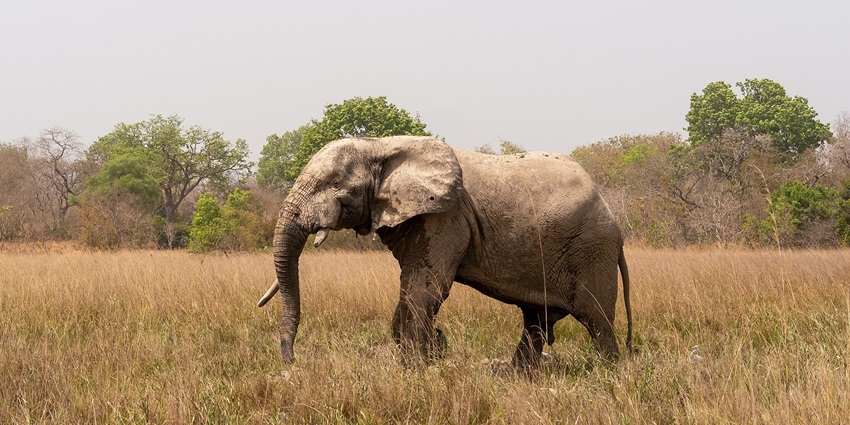 Elephant playfully wandering in Mole National Park.
