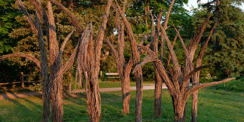 An image of the Toronto Botanical Garden with serene views.