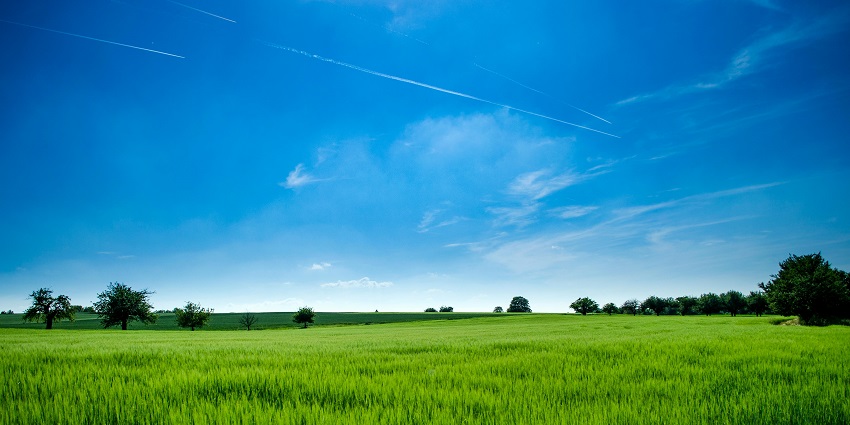 Vast green field under a bright blue sky with fluffy clouds, serene landscape