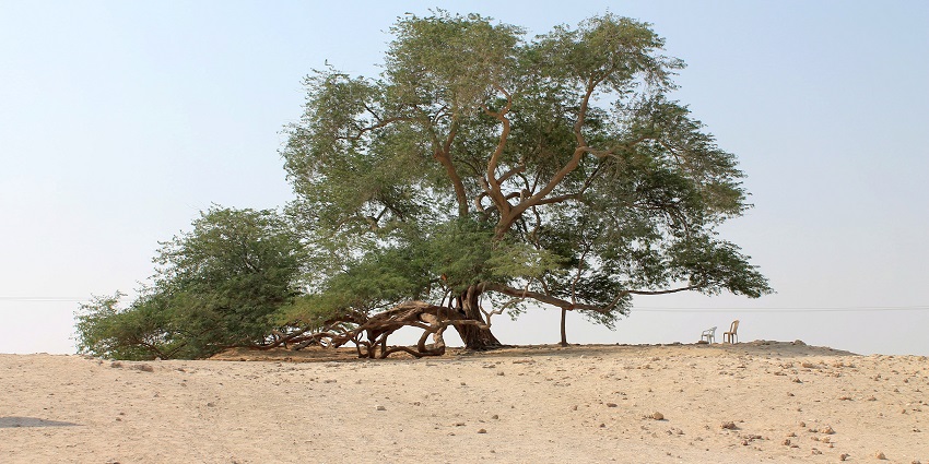 Mysterious solitary tree thriving in Bahrain’s desert landscape, symbolizing endurance.