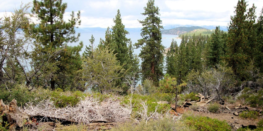 An image of South Lake Tahoe with calm water, tall pines, to celebrate valentines day in the USA.