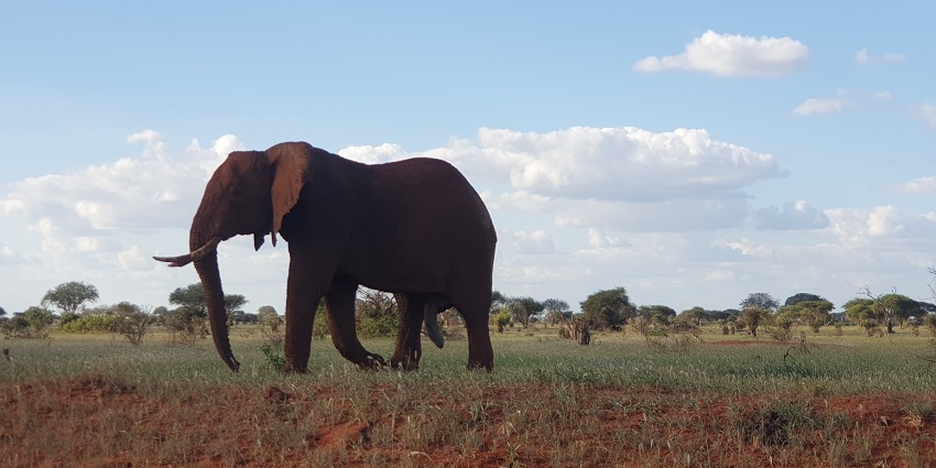 A giant adult elephant is walking through the grassy land of the Tsavo National Park