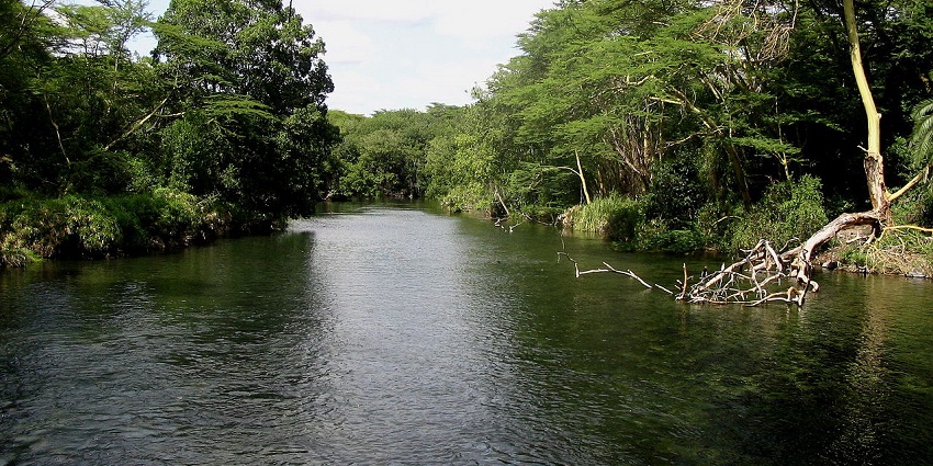 Tsavo West National Park with the tree branches and the Tsavo River surrounded by greenery.