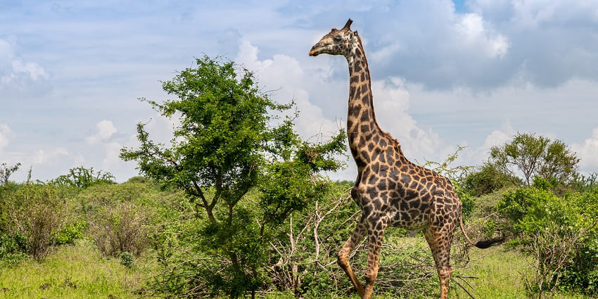 A view of Maasai Ostrich, wondering at one of the best national parks in Kenya.
