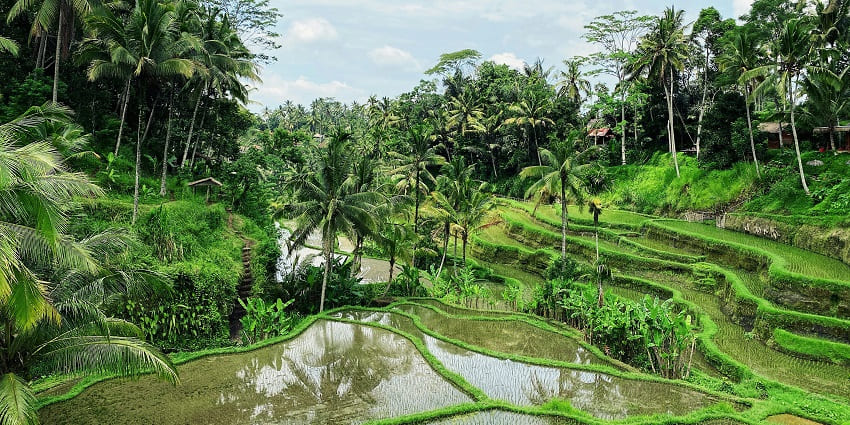 Explore the diverse Bali’s cultural centre, Ubud is a fusion of art, history and faith.