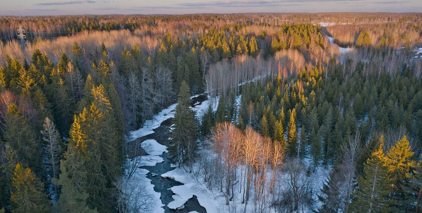 Half-frozen area with a narrow trail surrounded by tall green trees during the evening Viewers of this file can see comments and suggestions