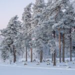 Snow-covered landscape with tall trees turned white with snow and small rocks on the ground.